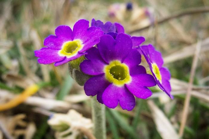 Scottish-Primrose-shutterstock_717635950.jpg