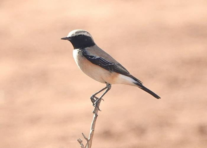 Desert Wheatear © Martin Pitt, December 2025 tour