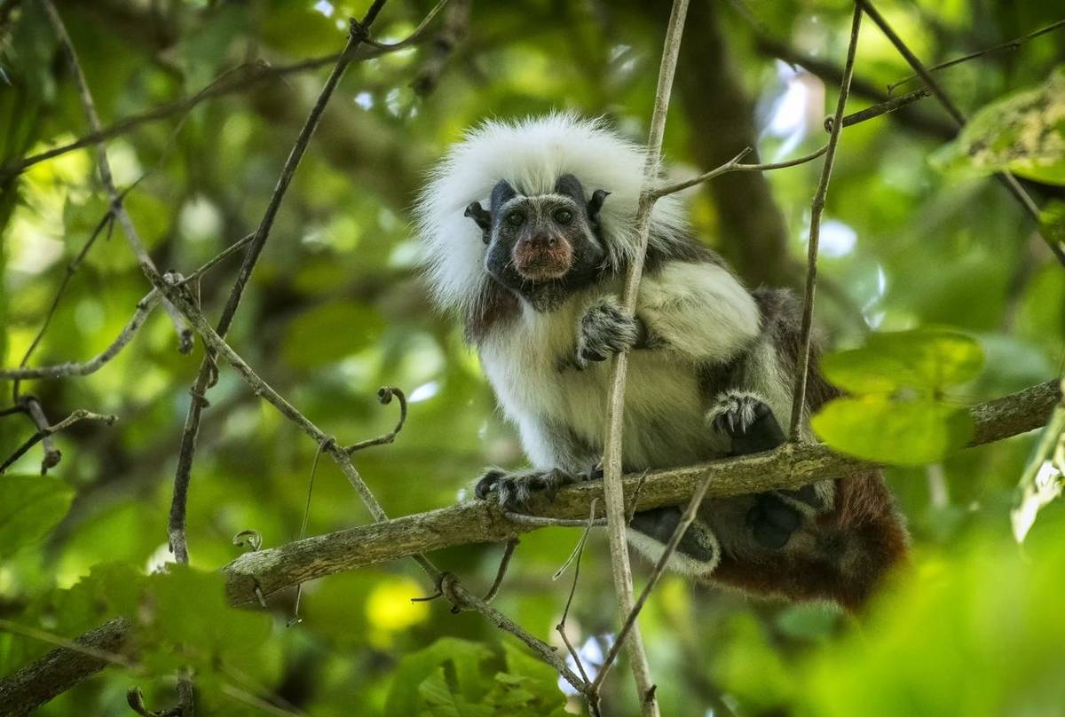 Cotton-top Tamarin (Saguinus oedipus) male with red pollen after feeding on flower nectar, Tayrona National Natural Park, Co…