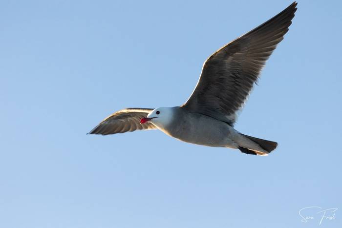 Heerman's Gull (Sara Frost) (2).jpg