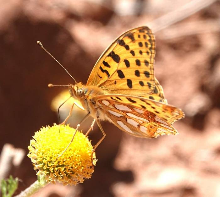 Queen of Spain Fritillary © Martin Pitt, June 2026 tour (2).JPG
