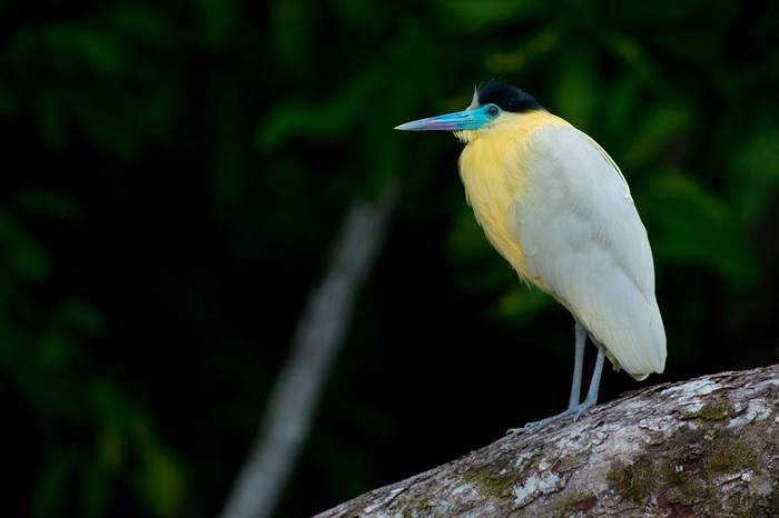 Capped Heron (Joao Quental)