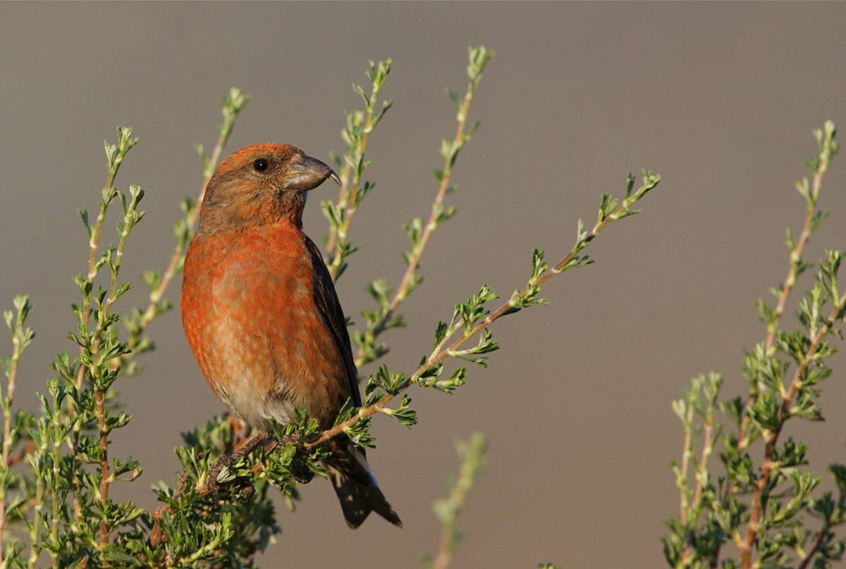 Common Crossbill