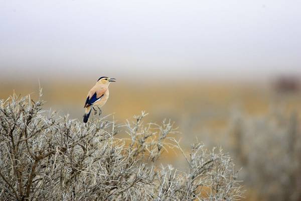 Henderson'S Ground Jay Shutterstock 159915215