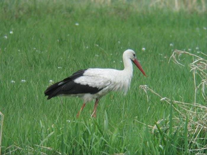 White Stork (Peter Dunn)