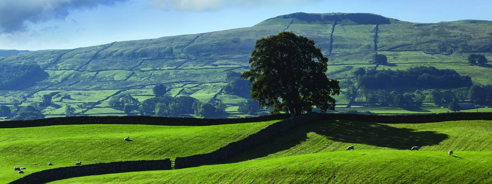 Lone tree, Wensleydale