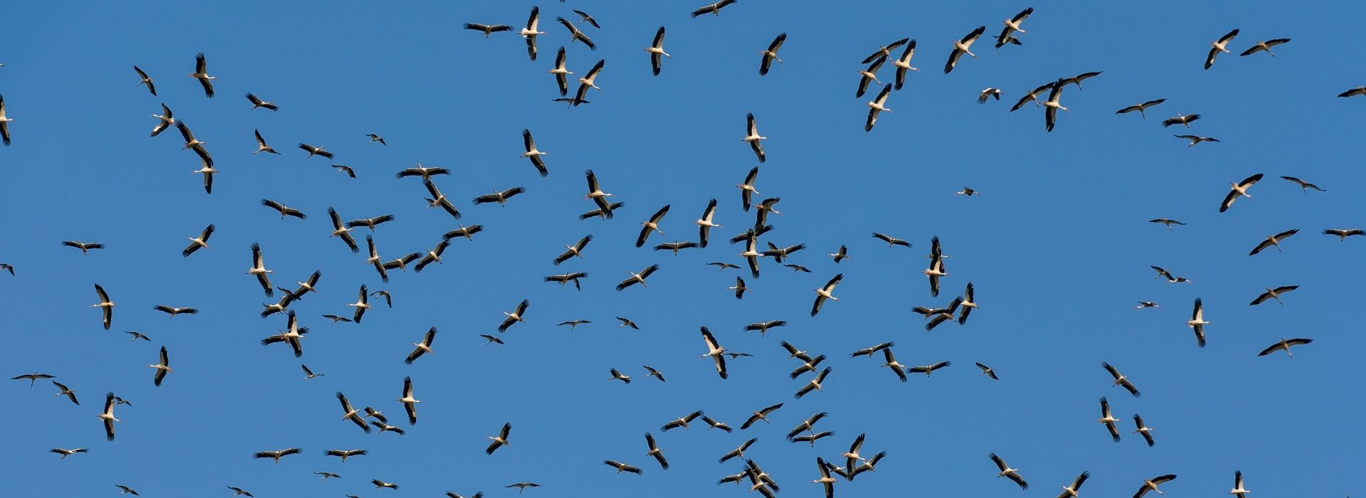 Best Autumn Migration Tours to take in 2026/27