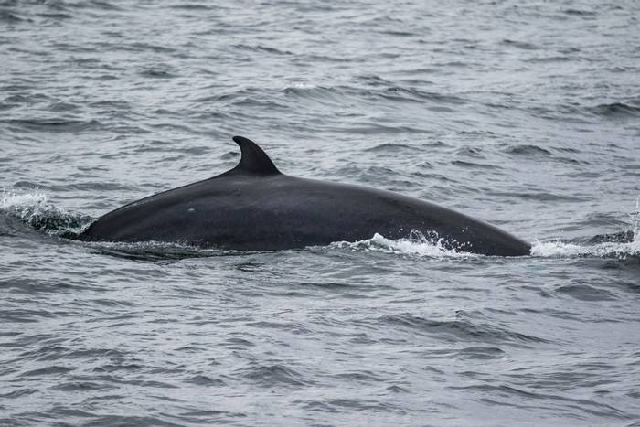 Minke Whale, Scotland shutterstock_629419910.jpg