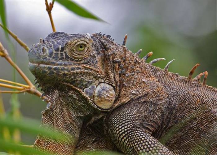 Iguana sp., Costa Rica (Reagan Smith)