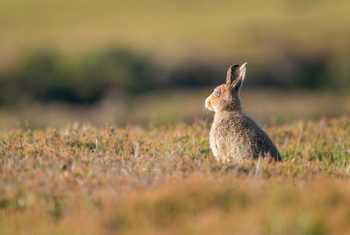 Mountain Hare, UK shutterstock_1698445885.jpg