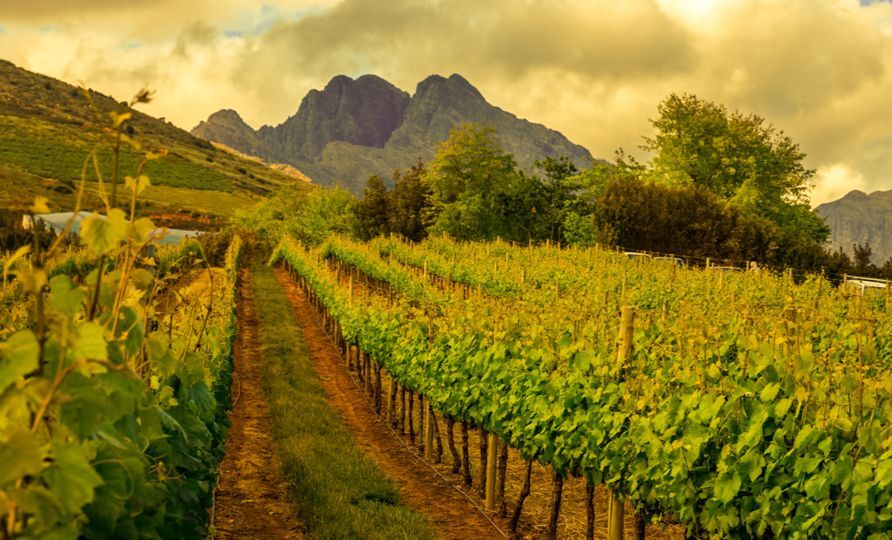 Stellenbosch.jpg Stellenbosch.jpg