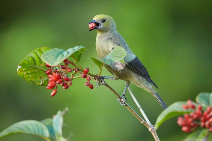 Palm Tanager, Ecuador shutterstock_465230801.jpg