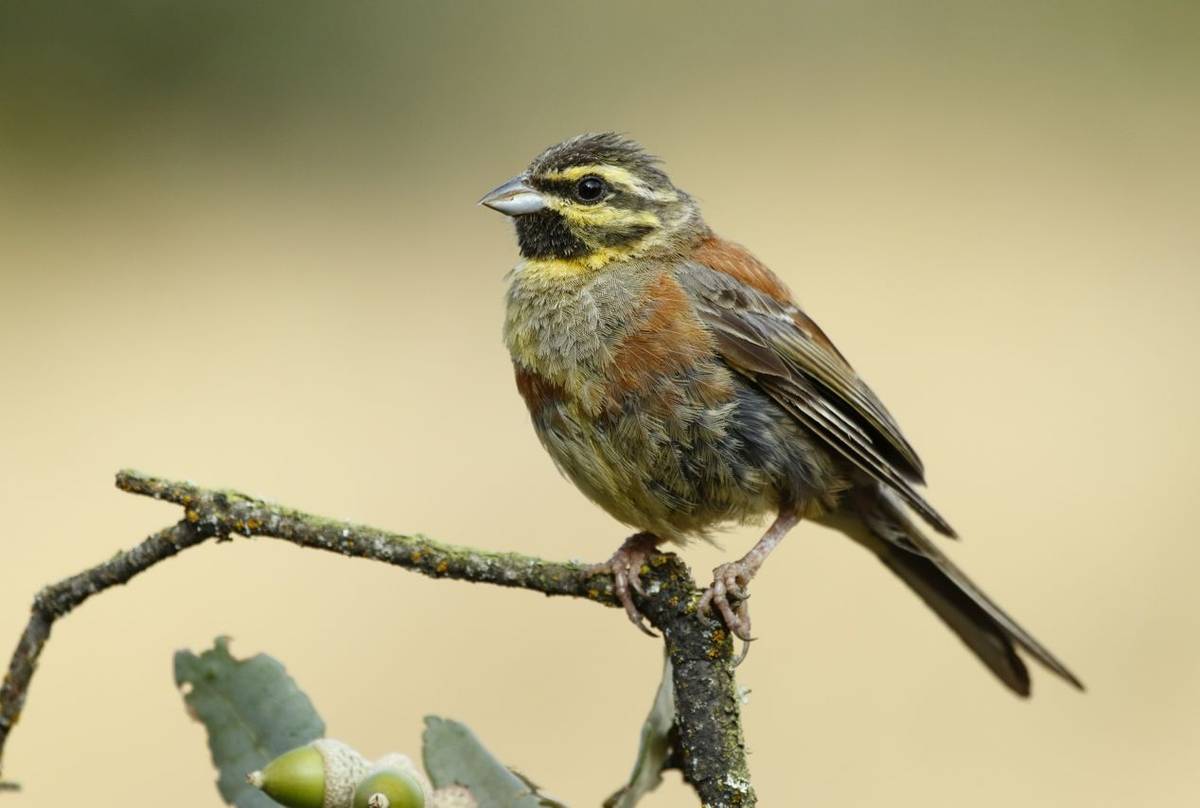 Cirl Bunting shutterstock_310115765.jpg