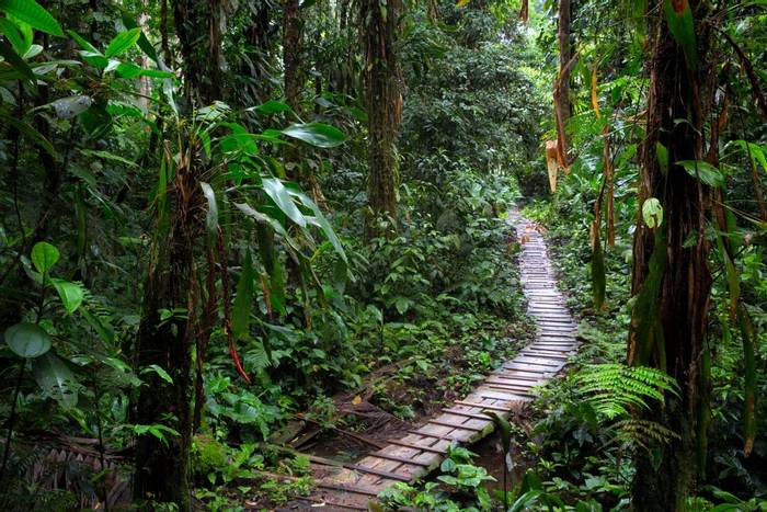 Amazon Rainforest, Colombia