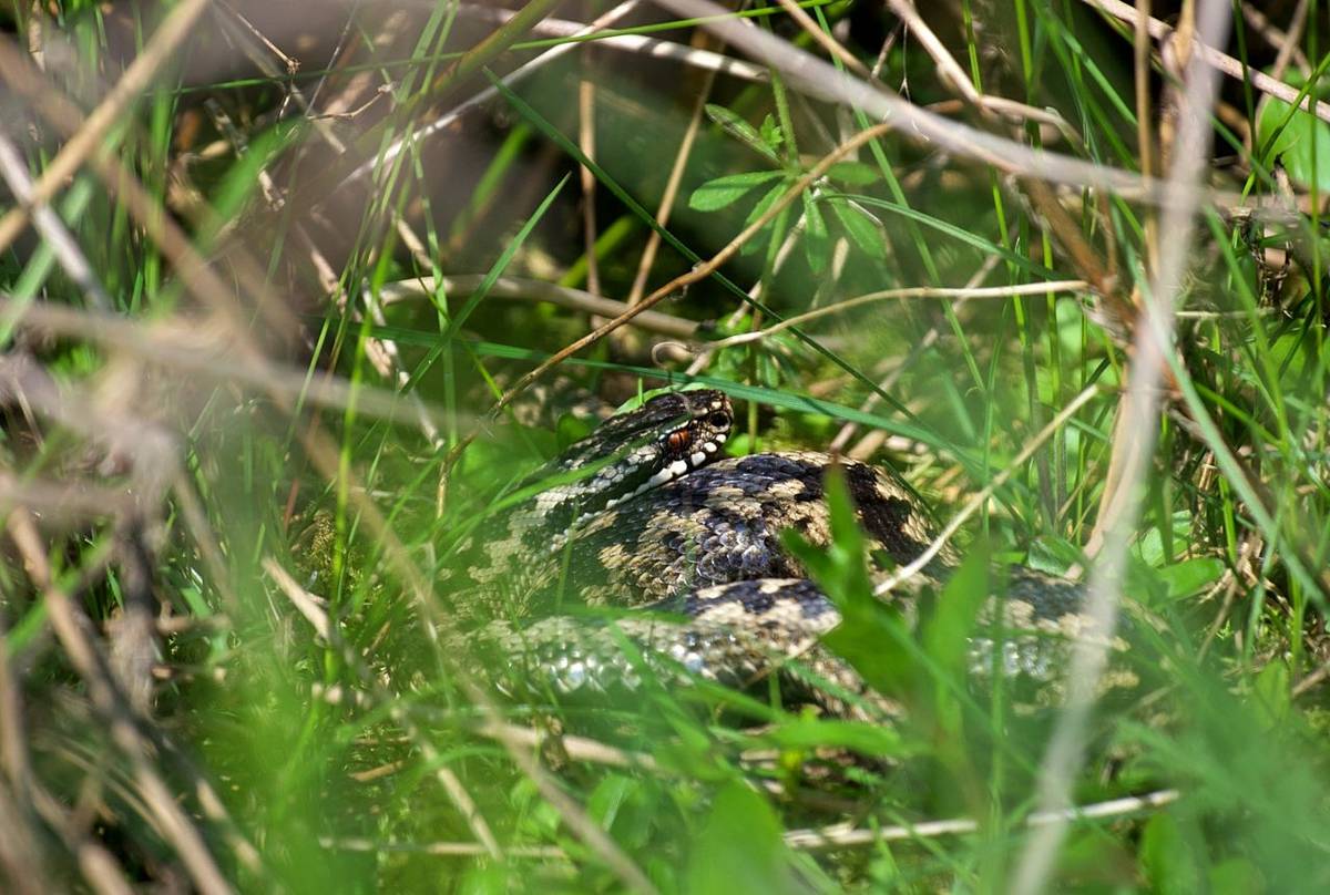 Adder, Josh Phangurha