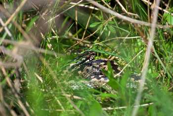 Adder, Josh Phangurha
