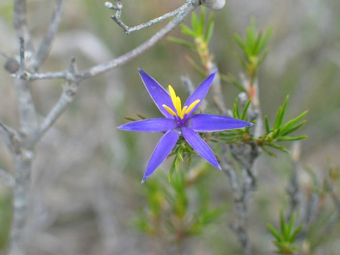 Calectasia grandiflora - Blue Tinsel Lily