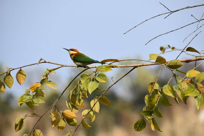 White-fronted Bee-eater, Jim Corbett National Park, India shutterstock_1380997079.jpg