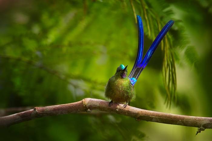 Violet-tailed Sylph, Ecuador shutterstock_348348254.jpg