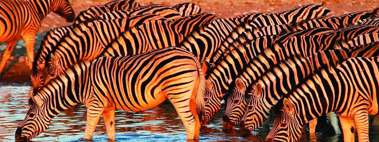 Zebras am Wasserloch im Etosha Nationalpark, Namibia