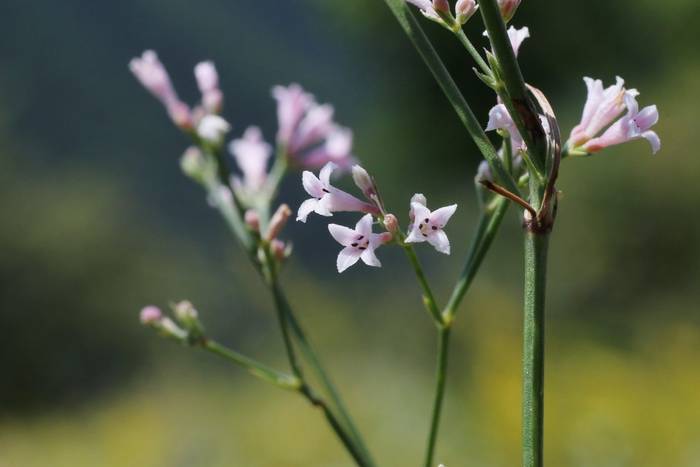 Squinancywort (Asperula cynanchica)