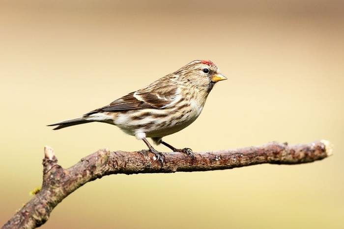 Redpoll. shutterstock_137698709.jpg