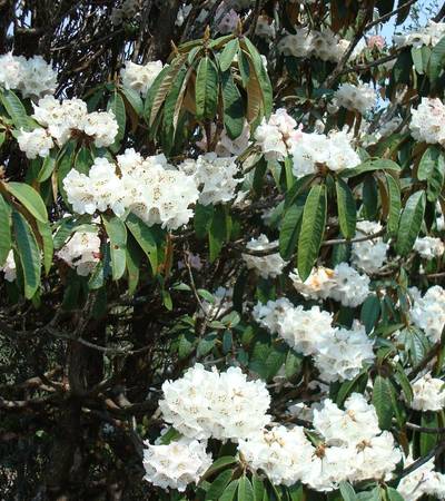 Rhododendrons in flower