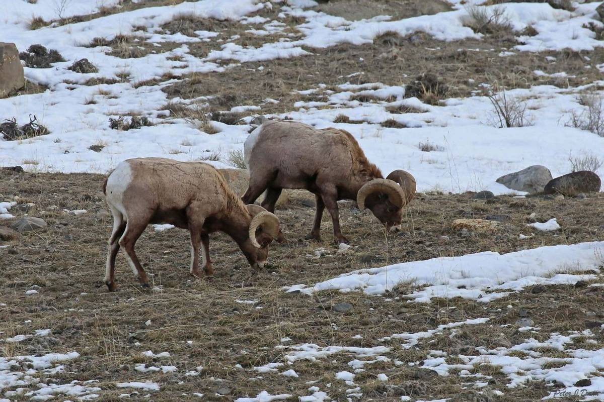 Bighorn sheep_(Peter Dunn)