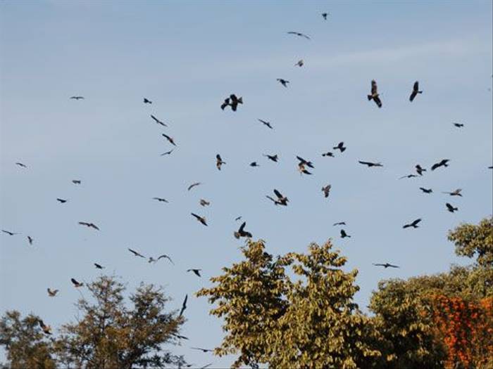 Black Kites (Duncan Stewart)