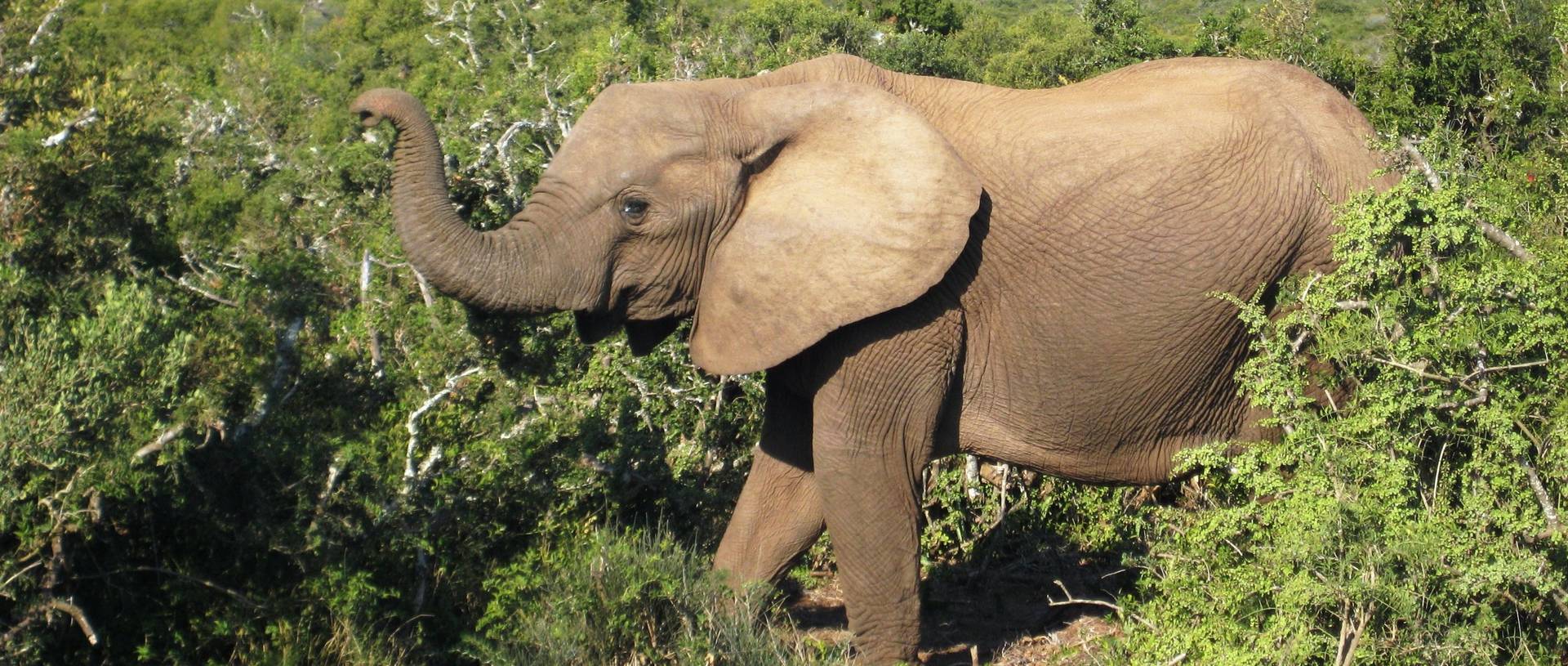 Elephant Addo National Park