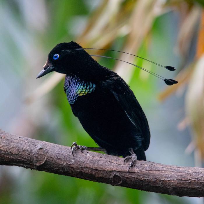 Lawe's Parotia (Bird of Paradise) Papua New Guinea shutterstock_1302710131.jpg