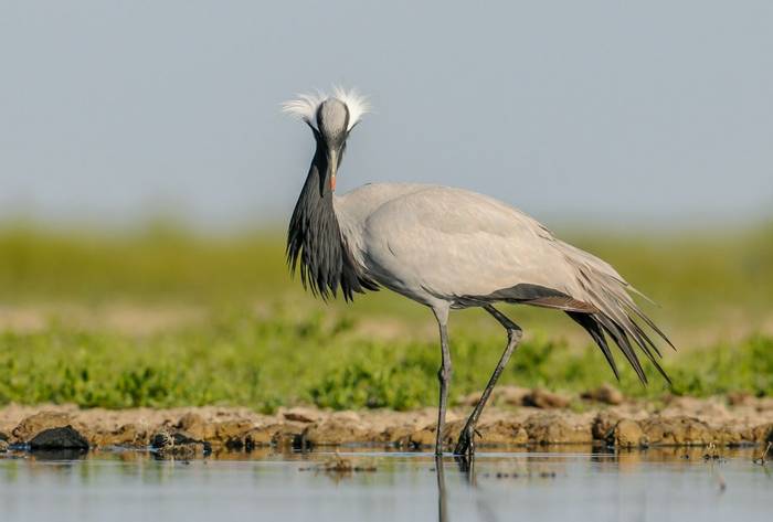 Demoiselle Crane © M. Valkenburg