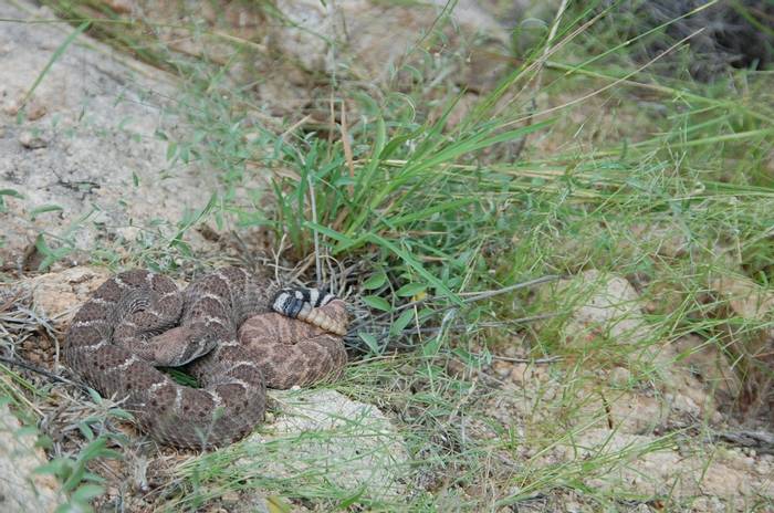 Western Diamondback Rattlesnake (Crotalus atrox) - © Tom Wells