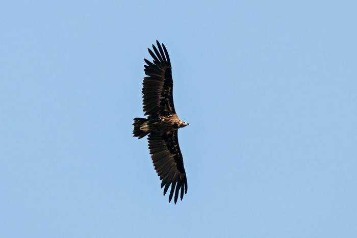 Cinereous Vulture, Spain shutterstock_1522261067.jpg