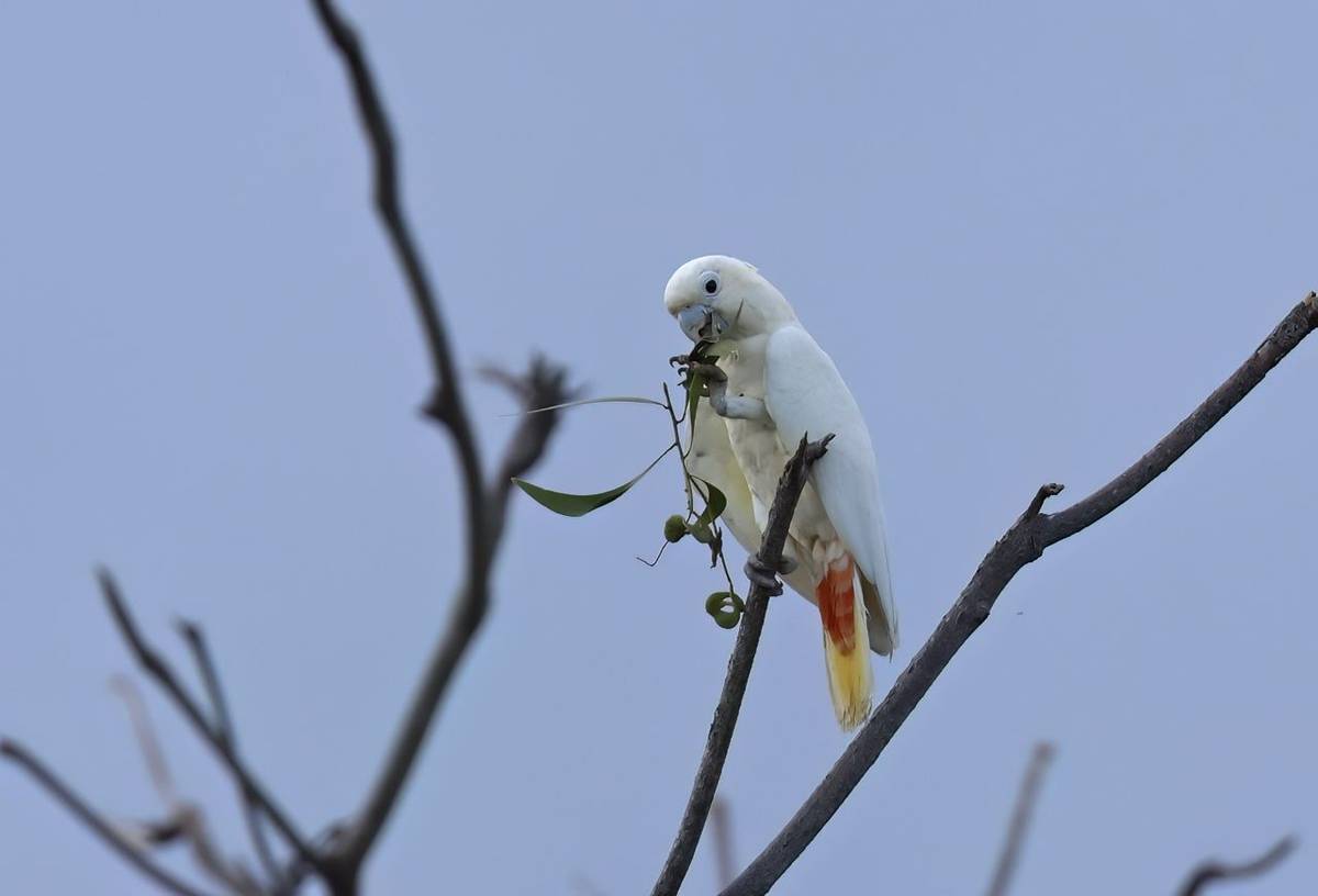 Philippine Cockatoo (Palawan)