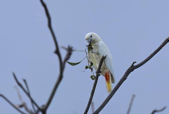 Philippine Cockatoo (Palawan)