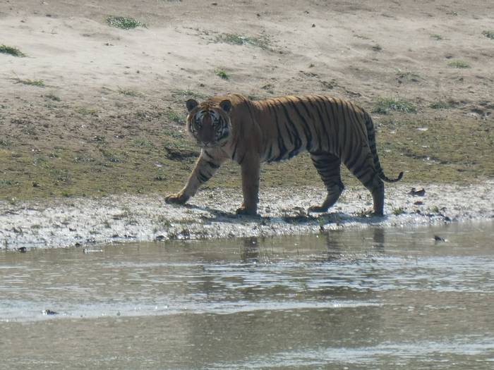 Tiger at Suklaphanta NP (Dipendra prasad Bhatt - March 2023).JPG