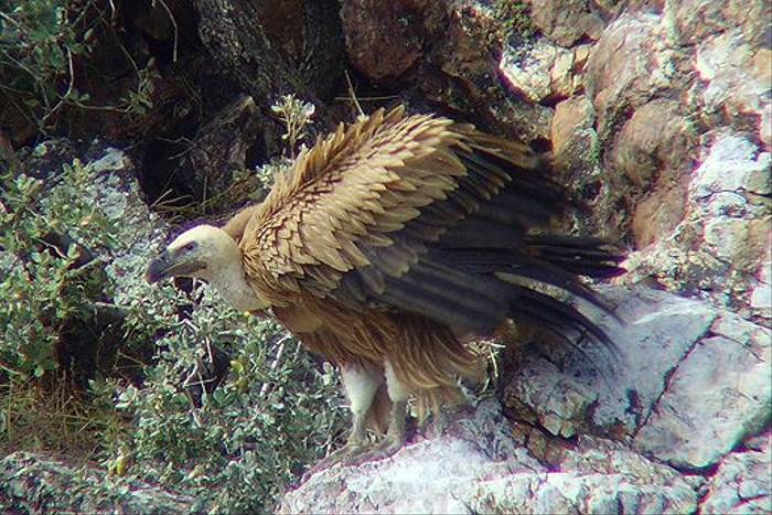 Griffon Vulture (Tom Mabbett)