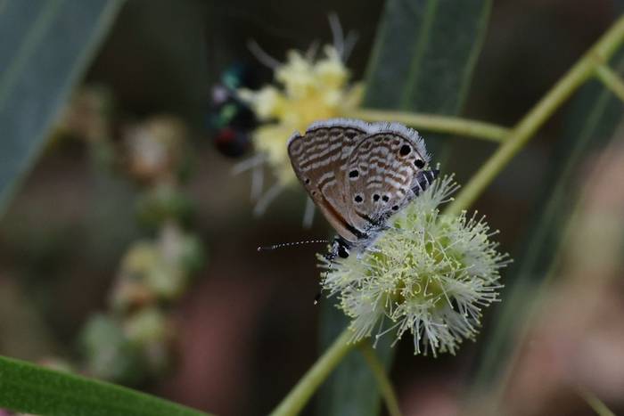 Desert Babel Blue © Dave Jackson, November 2025 tour