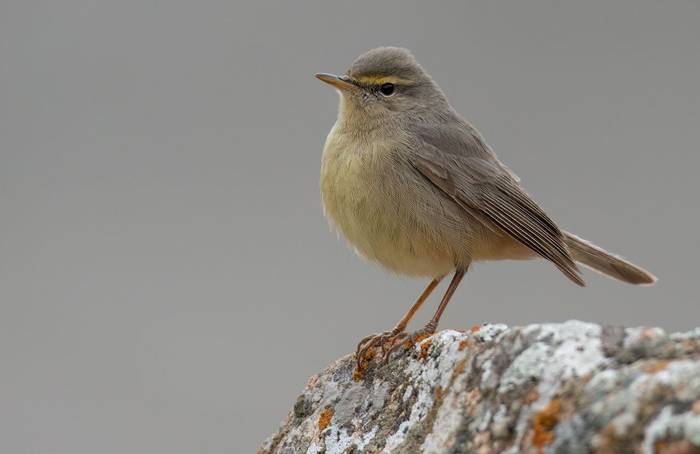 Sulphur-bellied Warbler © Chris Griffin, May 2025