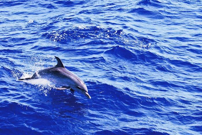Atlantic Spotted Dolphin shutterstock_125129936.jpg