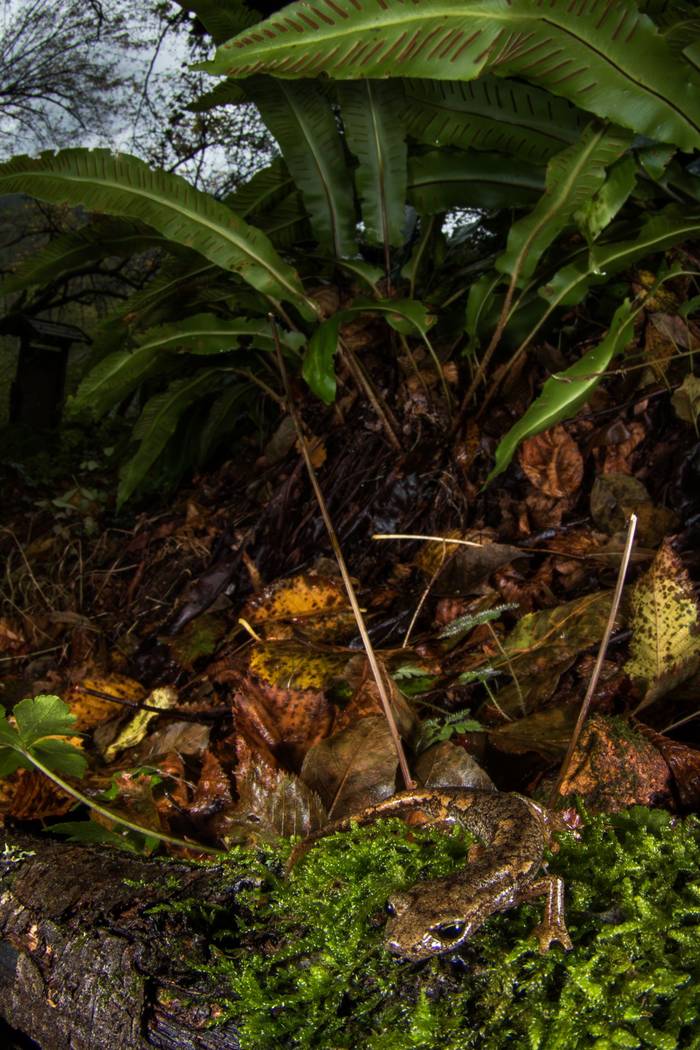 Ambrosi's Cave Salamander (Speleomantes ambrosii)  © Simone Giachello
