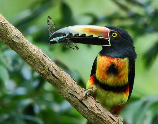 Collared Aracari