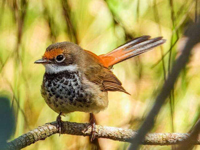 Australian Rufous Fantail