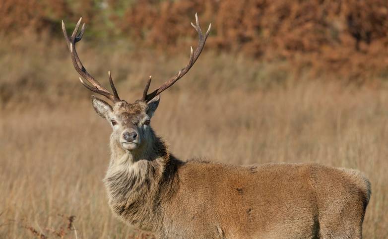 Stag photographed on Jura in Scotland