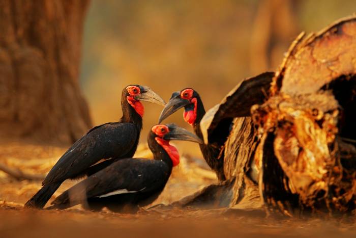 Southern Ground Hornbills shutterstock_1538018786.jpg