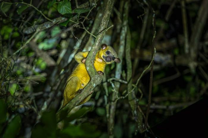 Kinkajou © A J Bradshaw, March 2026 tour