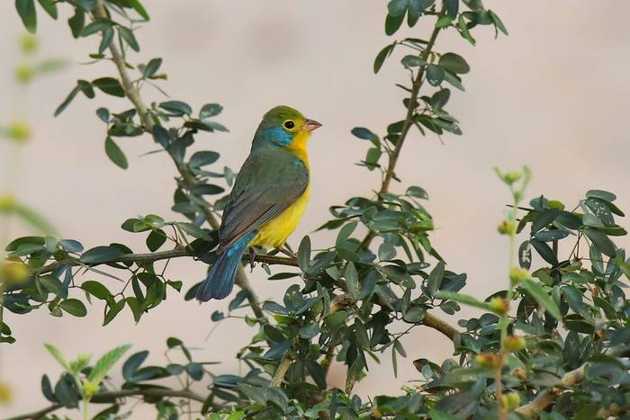Orange-breasted Bunting, Luca Boscain.JPG