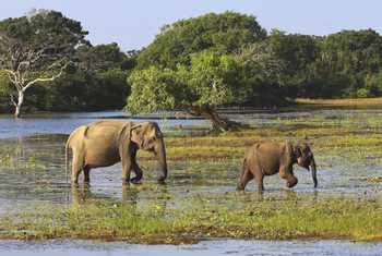 Elephants,-Yala,-Sri-Lanka-shutterstock_63312205.jpg