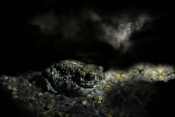 Natterjack Toad (Epidalea calamita) © Peter Warne, April 2024 tour